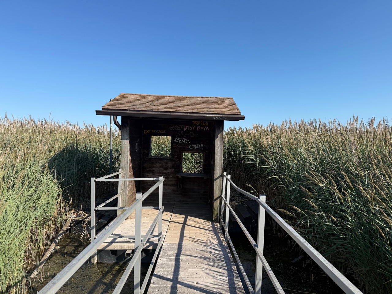 Small dark timber bird blind with two rectangular openings, a shelf, and a ramp through tall reeds.