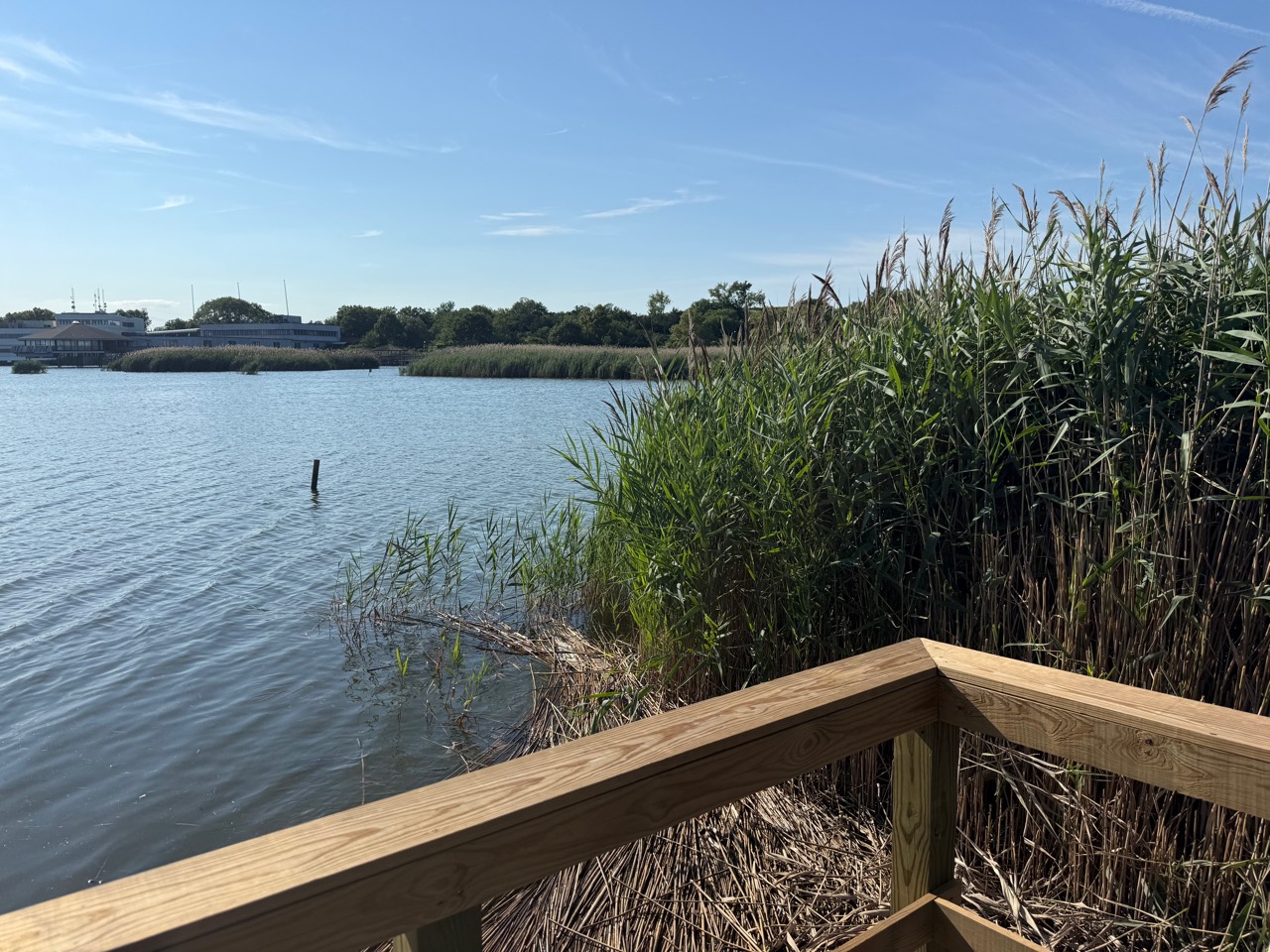 Water and tall reeds seen beyond a wood railing, with the Meadowlands Environment Center in the distance.
